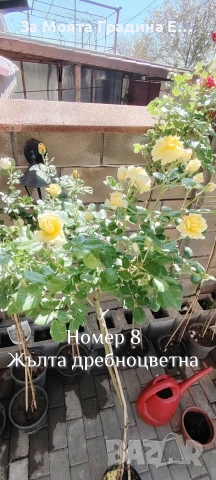 Щамбови Рози 🌹 Роза дръвче! , снимка 5 - Градински цветя и растения - 54425095