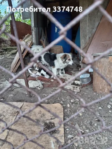 Подарявам малки кученца