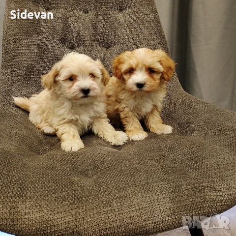 Малтипу, снимка 2 - Пудели - 54298358