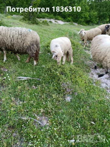Агне 37кг мъжко коч, снимка 8 - Овце - 54585054