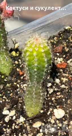 Кактус Chamaecereus Hybrid оранжев , снимка 5 - Градински цветя и растения - 54807490