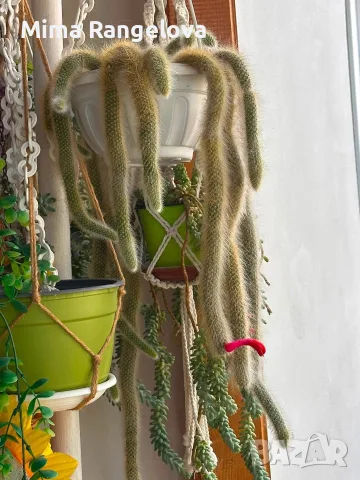 Кактус Cleistocactus colademononis 