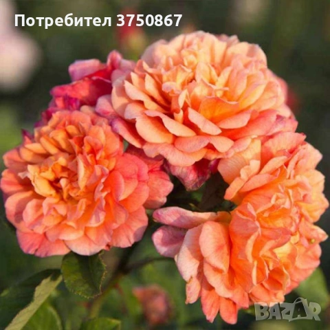 🌹 РОЗА 🌹 Aloha®, снимка 4 - Градински цветя и растения - 54154256