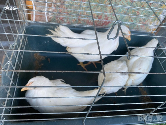 Ярки легхорн , снимка 2 - Кокошки и пуйки - 54322466