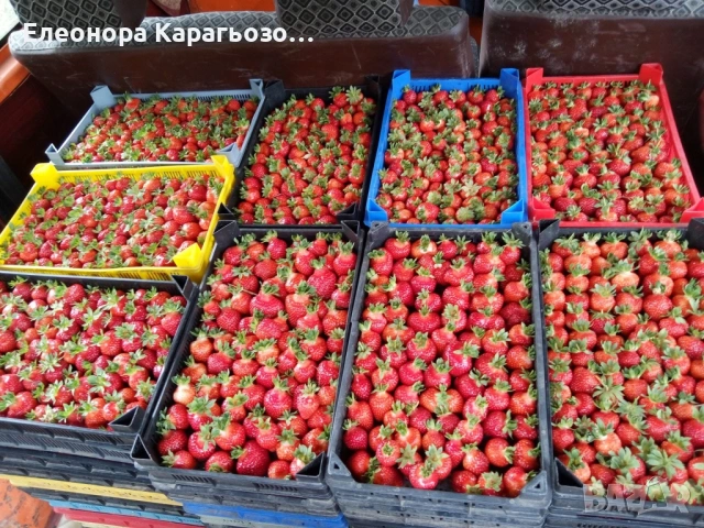 Разсад Ягоди, снимка 7 - Разсади - 54098142