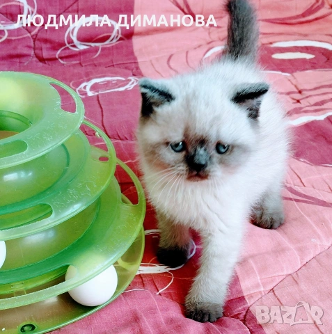 Шотландско мъжко Скоттиш Страйт 