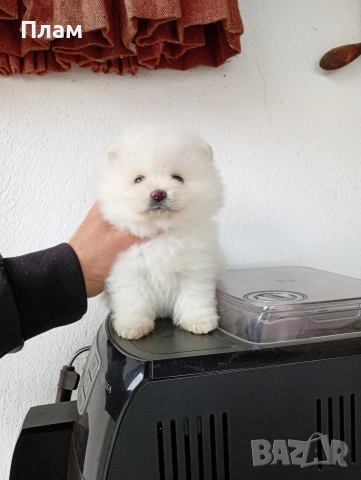 Богат избор на Померани. Реални снимки!!!, снимка 12 - Померан - 54036819