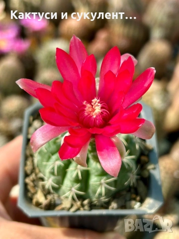 Кактус Gymnocalycium Baldianum цикламен цъфтеж уникално красив и голям цъфток , снимка 3 - Градински цветя и растения - 54697546