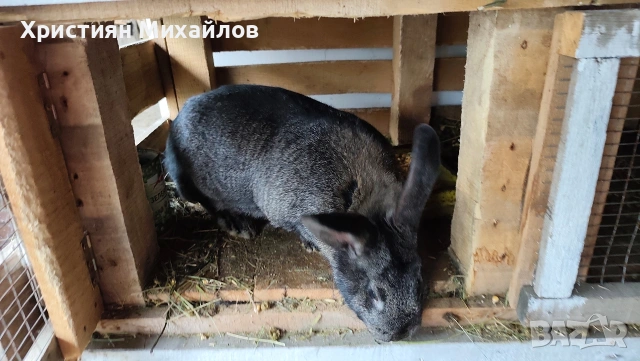 продавам мъжки и женски заек 