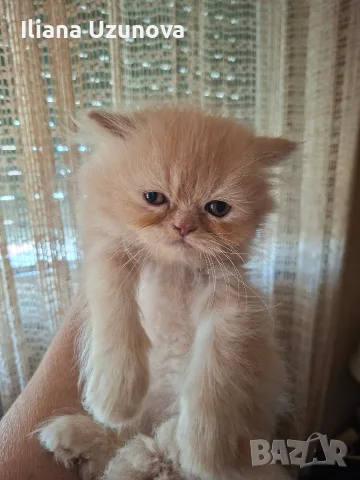 Уникални персийски котенца , снимка 11 - Персийска - 55472475
