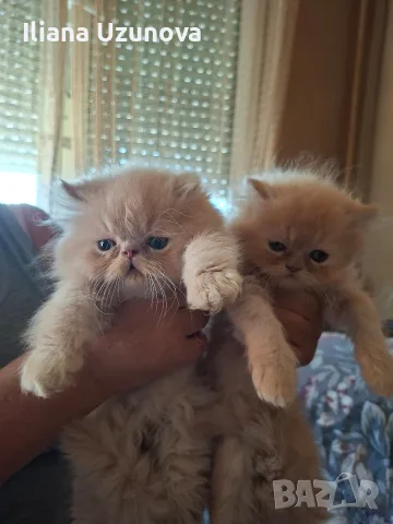 Уникални персийски котенца , снимка 2 - Персийска - 55472475
