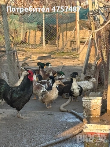 Патици, снимка 2 - други­ - 54165042