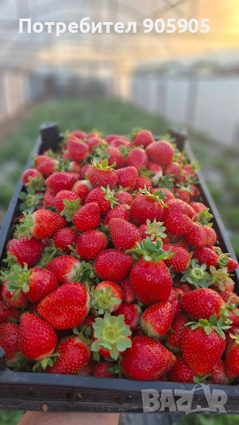 Боровинки и ягоди плод, снимка 2 - Домашни продукти - 55277773