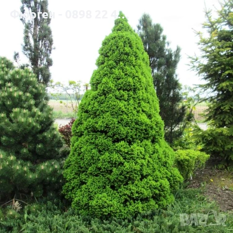 Мини Смърч Коника (Picea glauca 'Conica'), снимка 8 - Разсади - 55226383