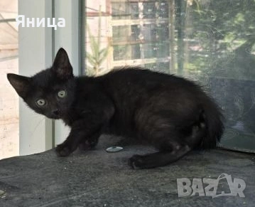 Подаряват се малки котенца, снимка 3 - Други - 55022378