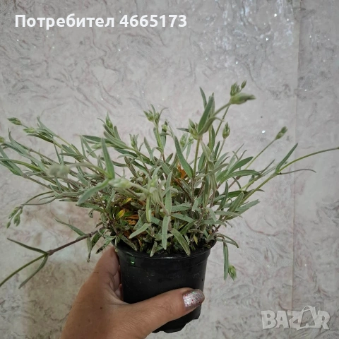 Рожец  градинско растение , снимка 4 - Градински цветя и растения - 54268325