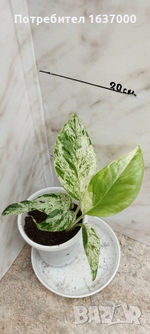 Епипремнум pinnatum marble 