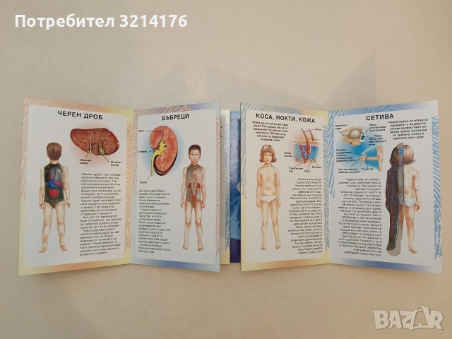 Моята първа книга за човешкото тяло - Джон Брук (1998, Отлично състояние), снимка 2 - Детски книжки - 54996594