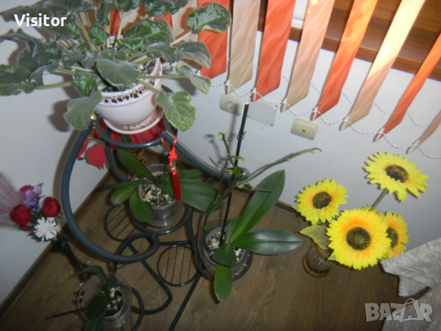 Nikon Coolpix S1100pj   14.1 mPx, снимка 16 - Фотоапарати - 54349656