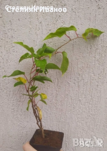 Розово голо, студоустойчиво, самоопрашващо се киви (Actinidia arguta 'Ken's Red'), снимка 4 - Градински цветя и растения - 54015917