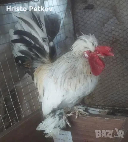 Продавам Бреговски Джинки  Чифтове и Петлета , снимка 7 - Кокошки и пуйки - 55311328