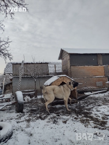 кангали мъжки и женска , снимка 5 - Кангал - 54156120