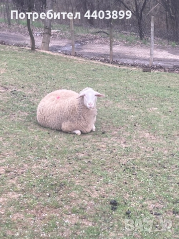 Три ялови овце , снимка 2 - Овце - 54184586