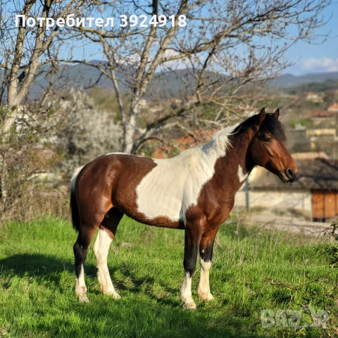 Продавам шарен кон жеребец 