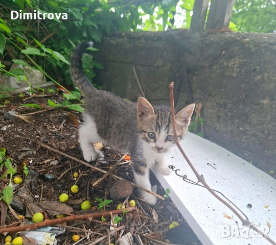 Котета търсят дом, снимка 7 - Други - 54756003