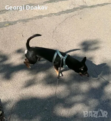 Подарявам Блеки 🥰, снимка 3 - Други - 55569234