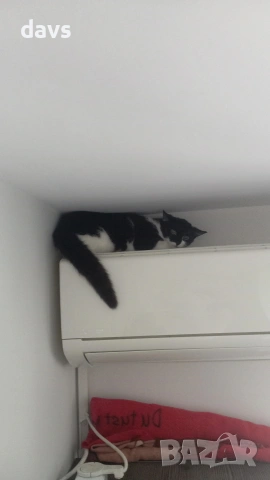 Травмирана котка остава на улицата, снимка 14 - Други - 55102605
