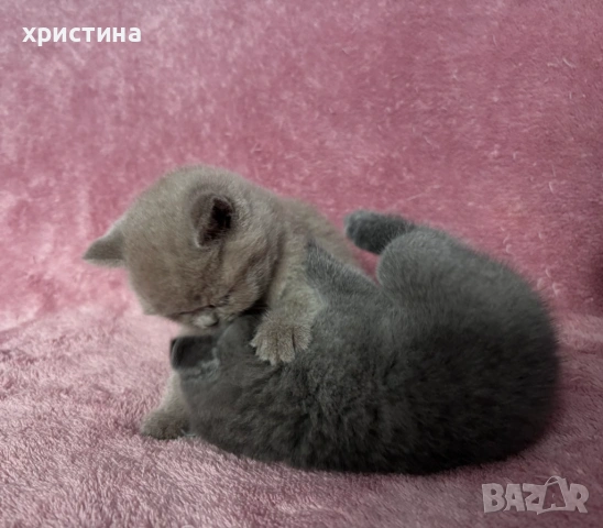 Британски късокосмести котета , снимка 4 - Британска късокосместа - 54082265