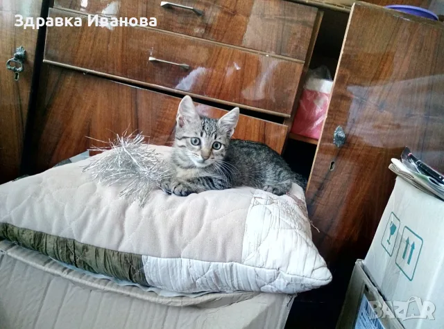 Търсим дом за Леа, снимка 7 - Други - 55276918