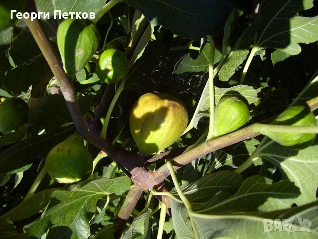 Смокини с височина 25 - 30см., снимка 5 - Градински цветя и растения - 54262046