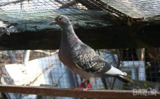 ГЪЛЪБИ    ГЪЛЪБ , снимка 5 - За птици - 55151458