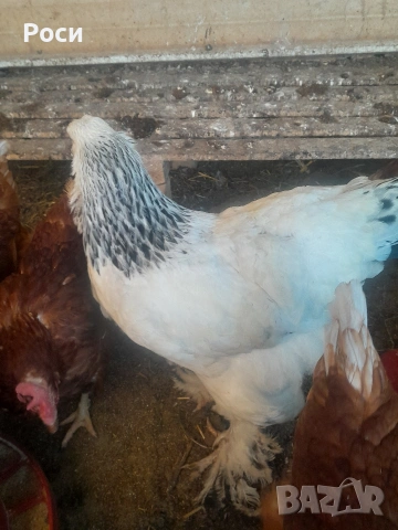 Продавам кокошки