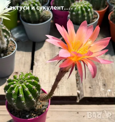 Цъфтящи Кактуси Echinopsis Hybrid омбре преливащи се цветове , снимка 8 - Градински цветя и растения - 55683810