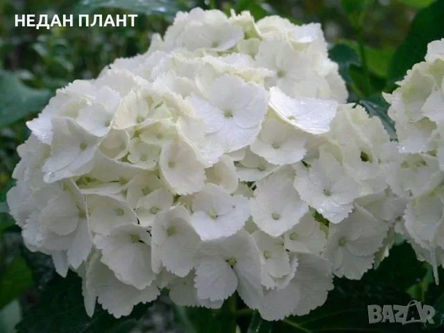 Хортензия за сянка, снимка 2 - Градински цветя и растения - 55686278