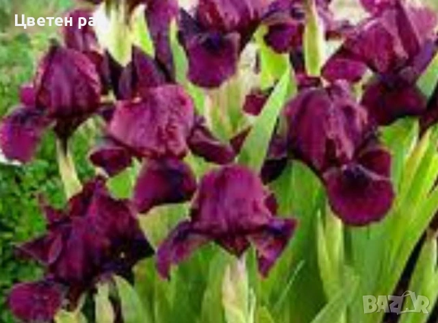 Ризоми на ириси 2€брой цвят на късмет от показаните , снимка 14 - Градински цветя и растения - 54198963