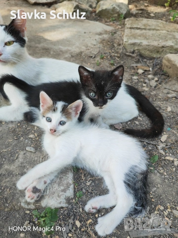 котенца