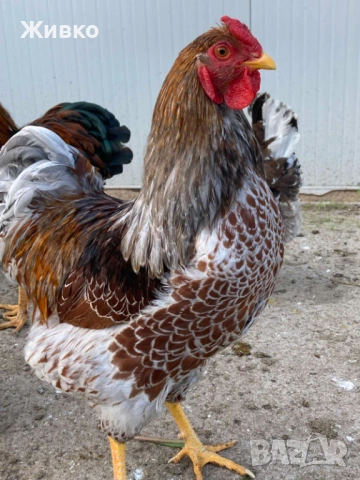 Виандоти, снимка 8 - Кокошки и пуйки - 54063681