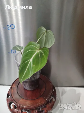 Филодендрон 'Глориозум Зебра' / Philodendron gloriosum zebra, снимка 7 - Стайни растения - 55607037