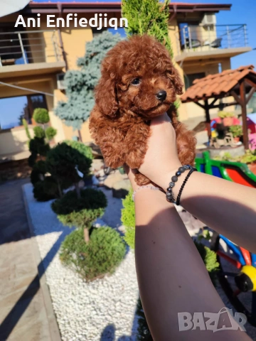 Пудел Той/Poodle Toy
