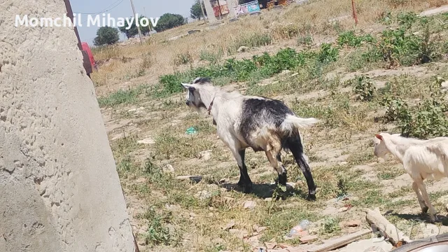продавам скопен пръч