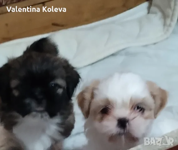 две момчета и една принцеса , снимка 6 - Ши Тцу - 55526242