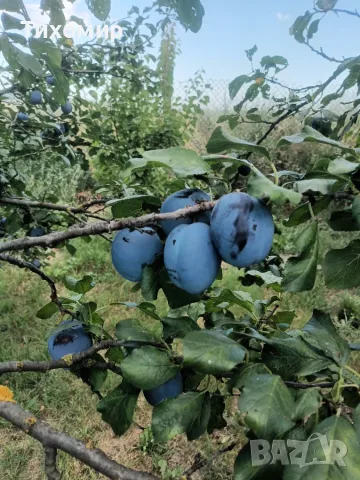 Чачанска лепотица за консумация , снимка 2 - Други - 55597476