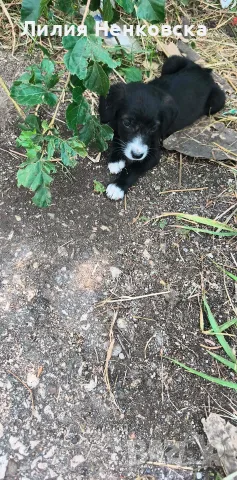 🐾 Четири малки кученца търсят дом! ❤️, снимка 5 - Други - 55588816