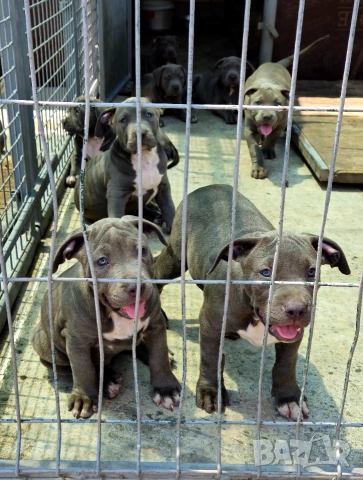 ТОП Американско були хл American bully xl ABKC, снимка 2 - Други - 55134203