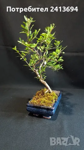 бонсай punica granatum-nana (декоративен нар)