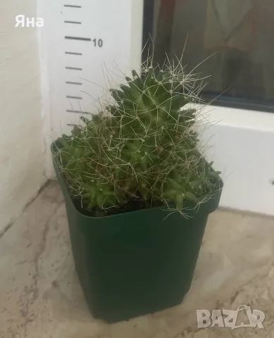 Кактус Mammillaria decipiens, снимка 3 - Стайни растения - 55692284